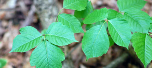 Poisonous plant in the woods